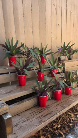 Moses in a cradle   easy care fast growing   3 each
