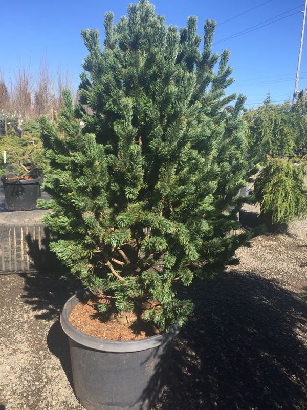 Lopez Nursery Everything 50 Off For In Vancouver Wa Offerup Open In The Continue To Mobile Website
