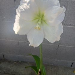 White Flower Amaryllis Plant in a gallon container