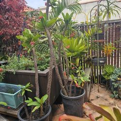 Crown Of Thorns Flowering Plants