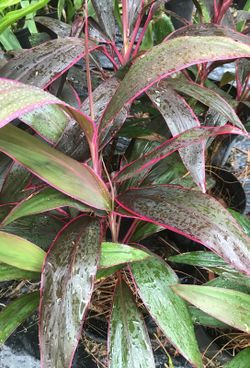 Red Sisters (Ti) Plant