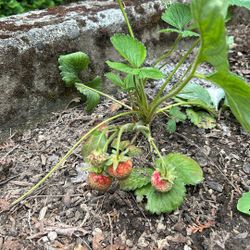 Strawberry Plant 