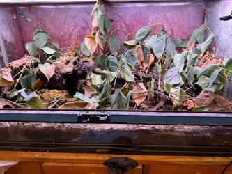18x18x36 terrarium