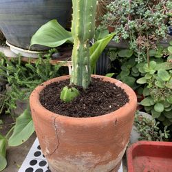 San Pedro Cactus White Flower Terra Cotta Pot.