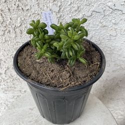 1 Gallon Pot Succulent Plant - Peperomia Axillaris  - Happy Bean - Rooted & Established - Drought Resistant 🪴