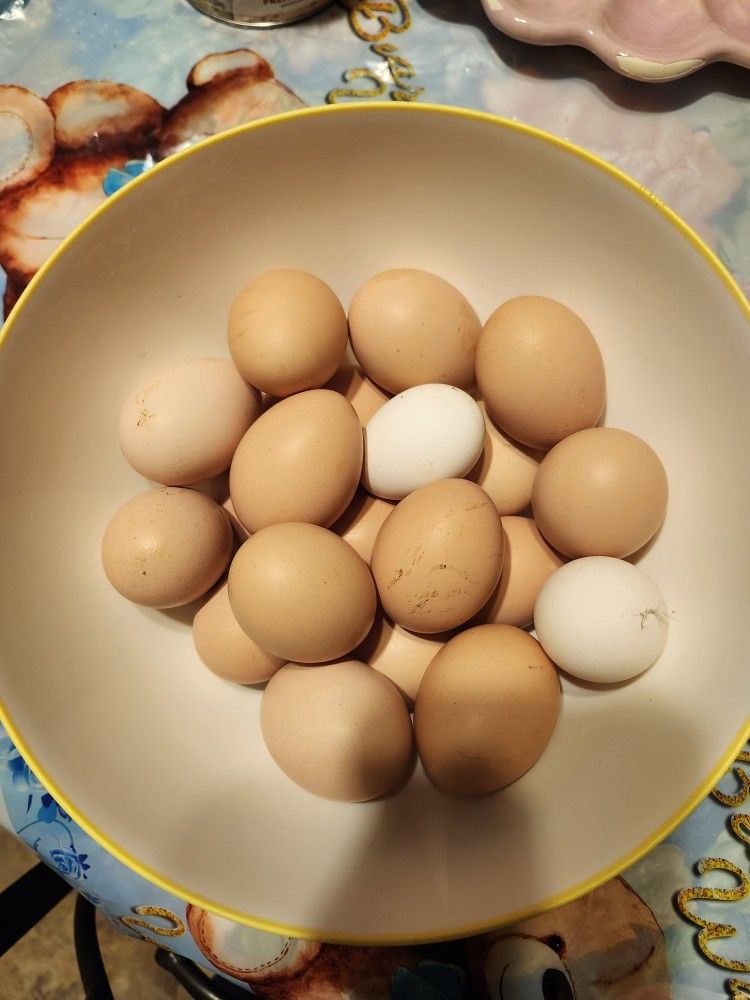 Eggs Fresh Organic 7$ For Dozen