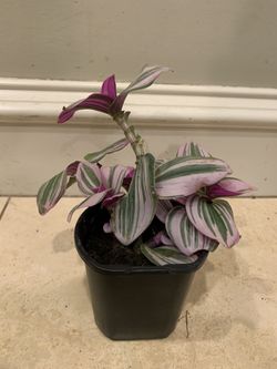 Tradescantia Plant 
