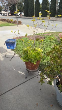 Very Health Plant