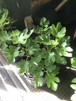 Fig plants