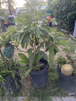 Avocado Plant