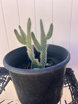 Cactu plant