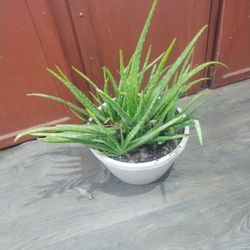 Aloe Vera Plants 