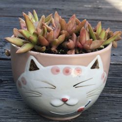 $7 Orange Color Succulents