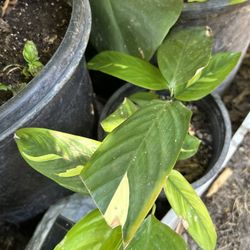 Planta