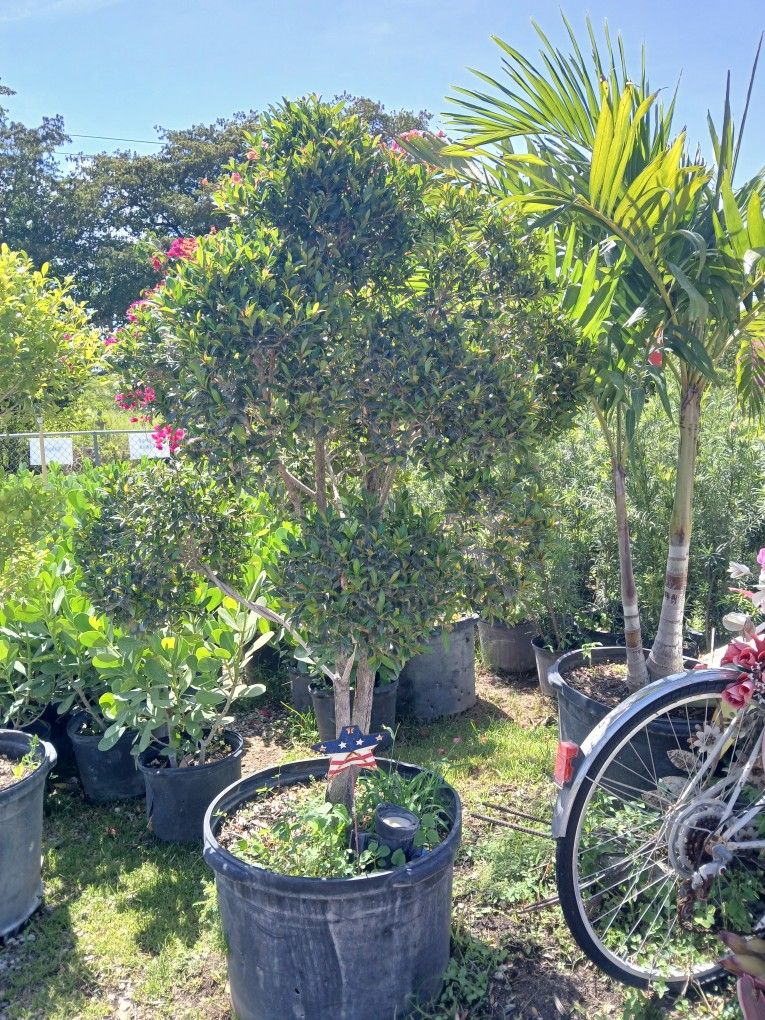 Beautiful Eugenia Topiary On Sale $250