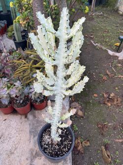 Ghost cactus
