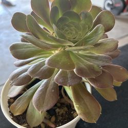 Aeonium Beautiful Succulent In 6 Inch Pot 