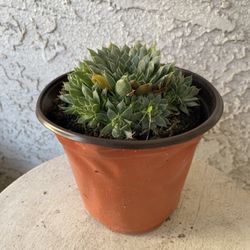 6 Inch Pot Succulent Plant - Sempervivum Calcareum Greenii - Red Tipped Houseleek - Rooted & Established - Drought Resistant - 🪴