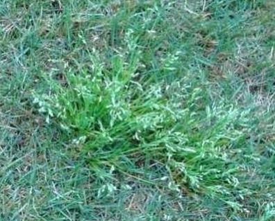 Weed Control