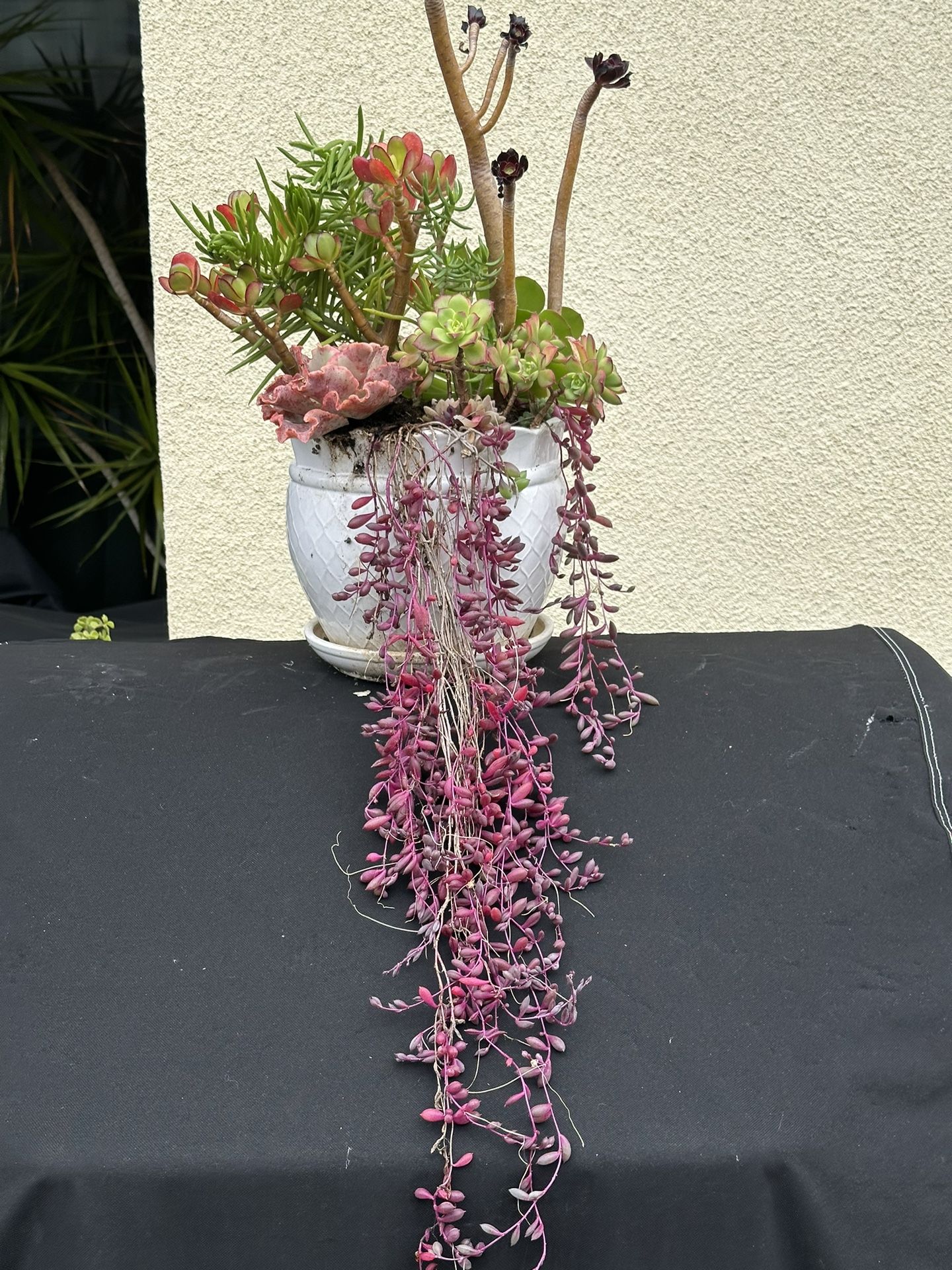 Assorted Succulent Plants 