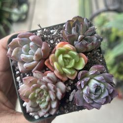 Succulent Bundle Korean Import 