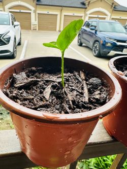 Lemon tree