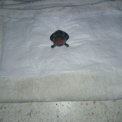 1920's Figural Frog "Froggie" Ashtray/Holder/REDUCING PRICE AGAIN!!