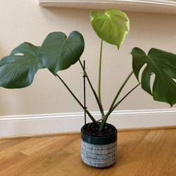 Live Healthy Monstera Deliciosa Plants In 7” Ceramic Pot