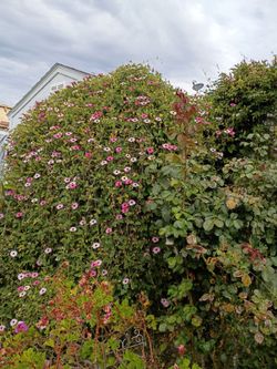 Pink Eyed Climber Plants $12 ( Black Eyed Susan Vine in 🩷)