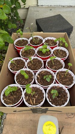 Basil Plant [Organic-NonGmo-Heirloom]
