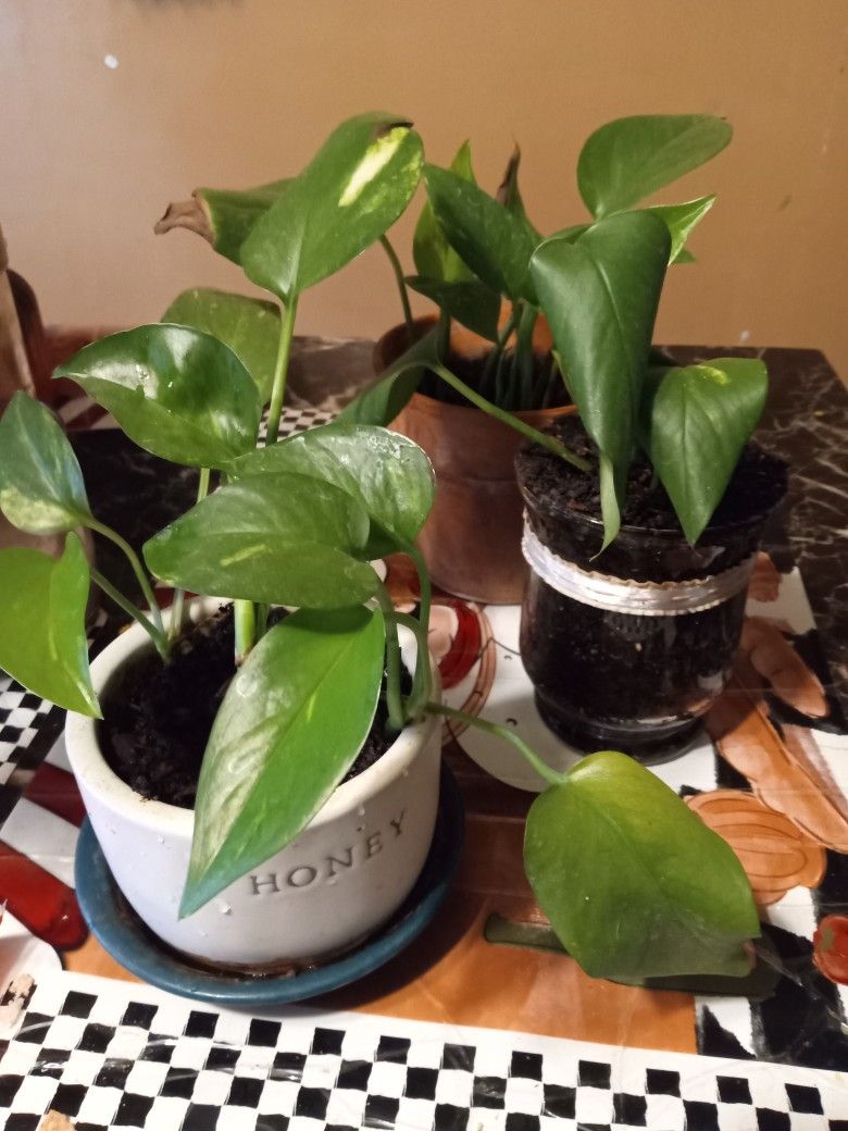 Indoor Vine Plants 3 Pots 
