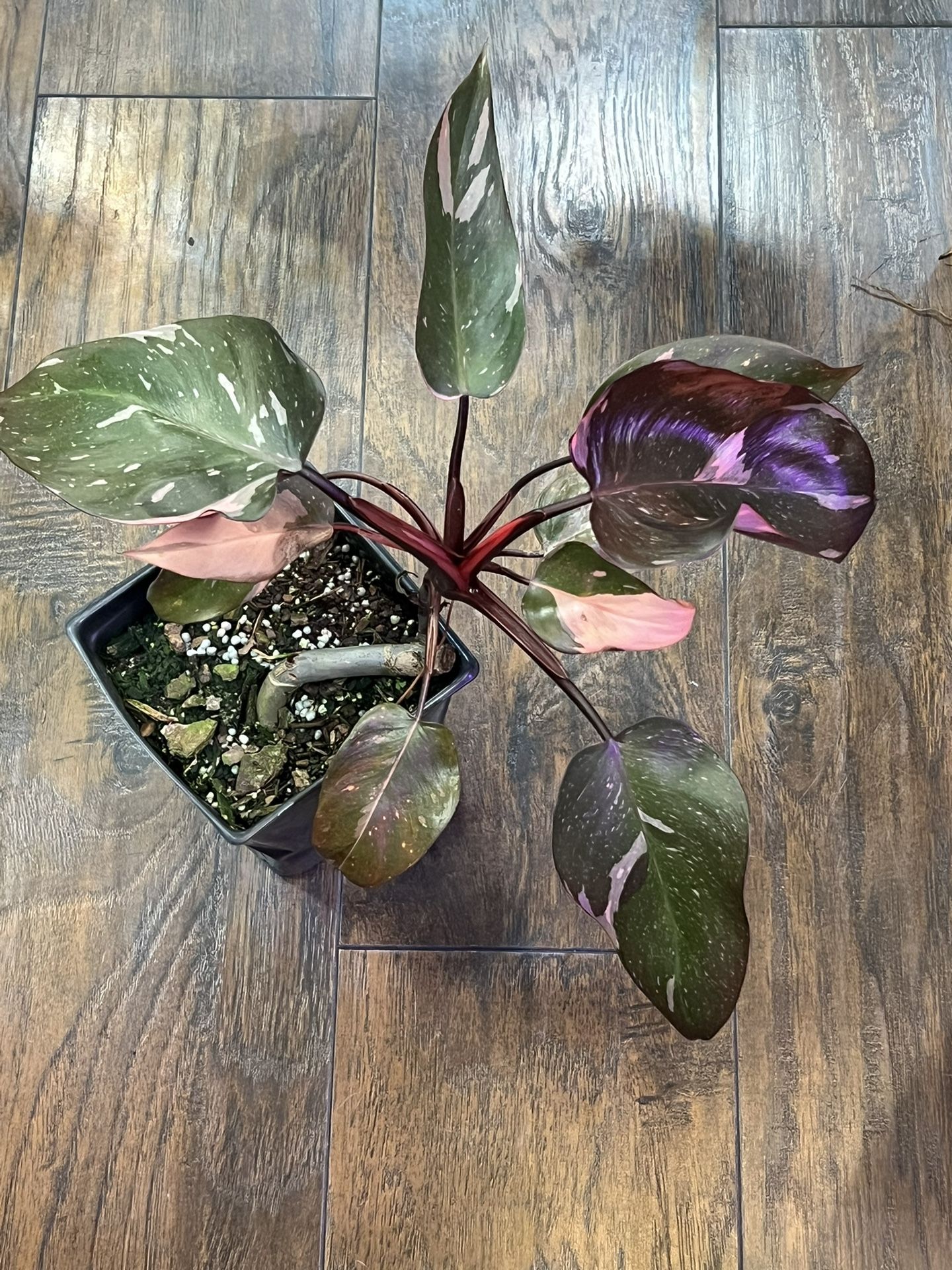 Pink Princess Philodendron (pls Read Description Below)