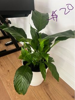 For Sale: Indoor plants