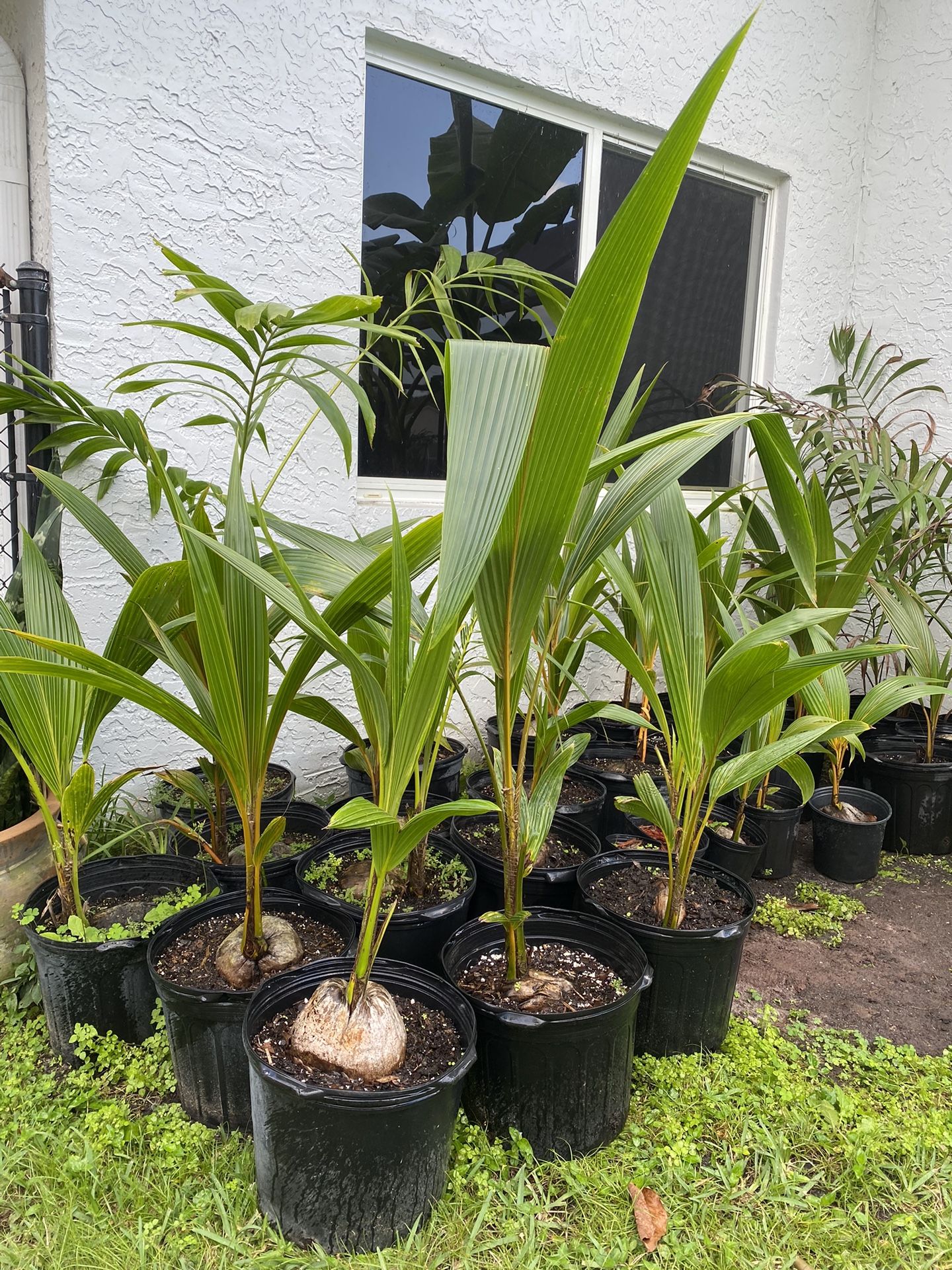 Green, Yellow and Gold Jamaican /Malayan Dwarf Coconut Palm Trees