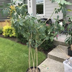 House Plant/ Schefflera 
