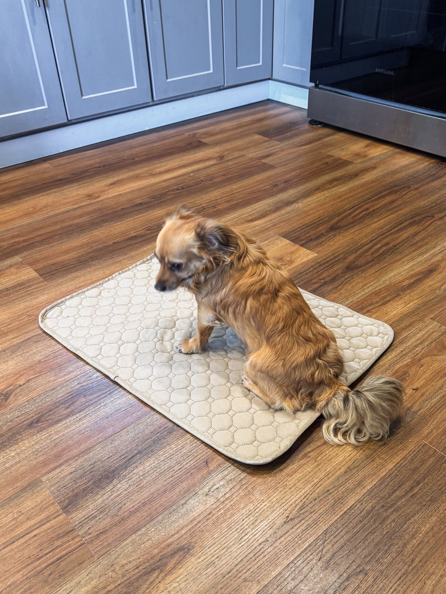 Washable/Reusable Absorbent Dog Pad Medium (2pk)