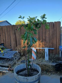 Fruit trees