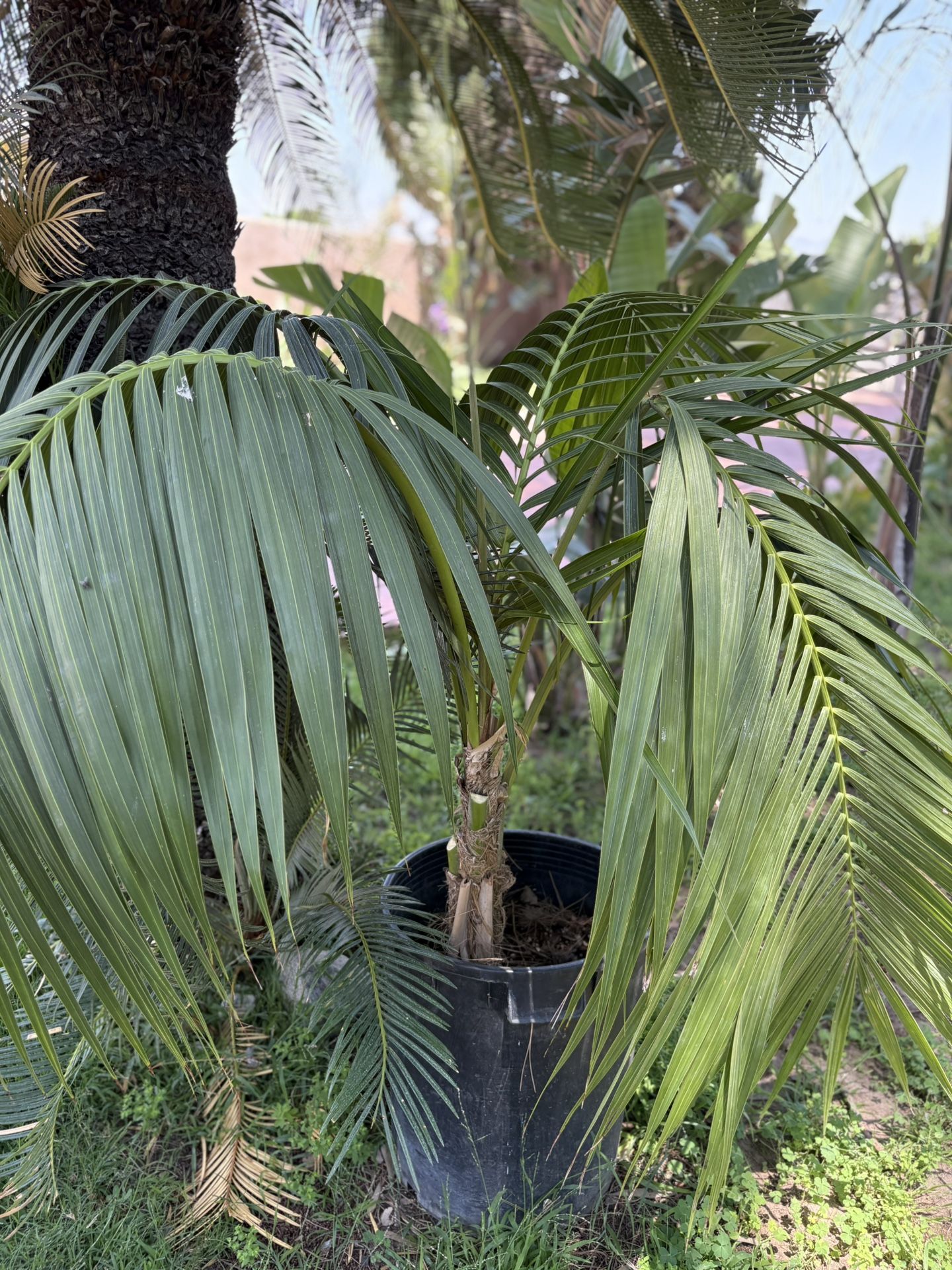 Beautiful Kentia Palm For Sale