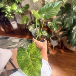 Alocasia Aurea Variegated