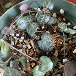 String Of Hearts/ Succulents/exotic Plants/trending Plants/