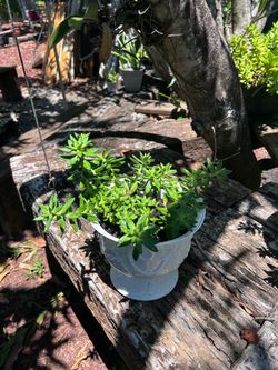 Plant