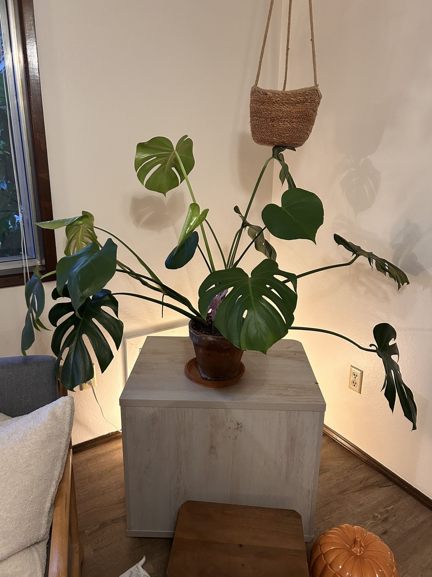 House Plant/ Monstera