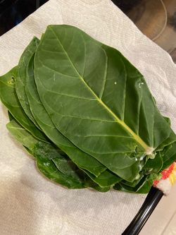 FREE Giant Milkweed LEAVES To Feed Monarch Caterpillars FCFS - NO HOLDS