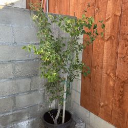 Arbol De Guamuchil Nayarita 