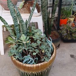 Plants With Pot Outside Plant Succulents 