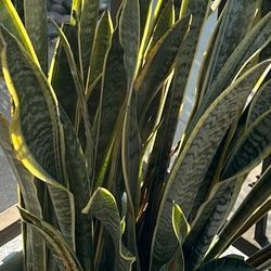 Snake Plant 
