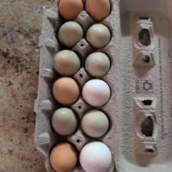 Large White, Brown Farm Fresh Eggs