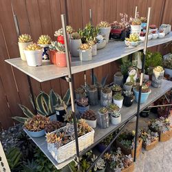 Cute pot with beautiful succulents