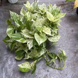 6” Snow Queen Pothos