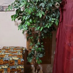 Artificial Ficus Tree In Wicker Basket. 